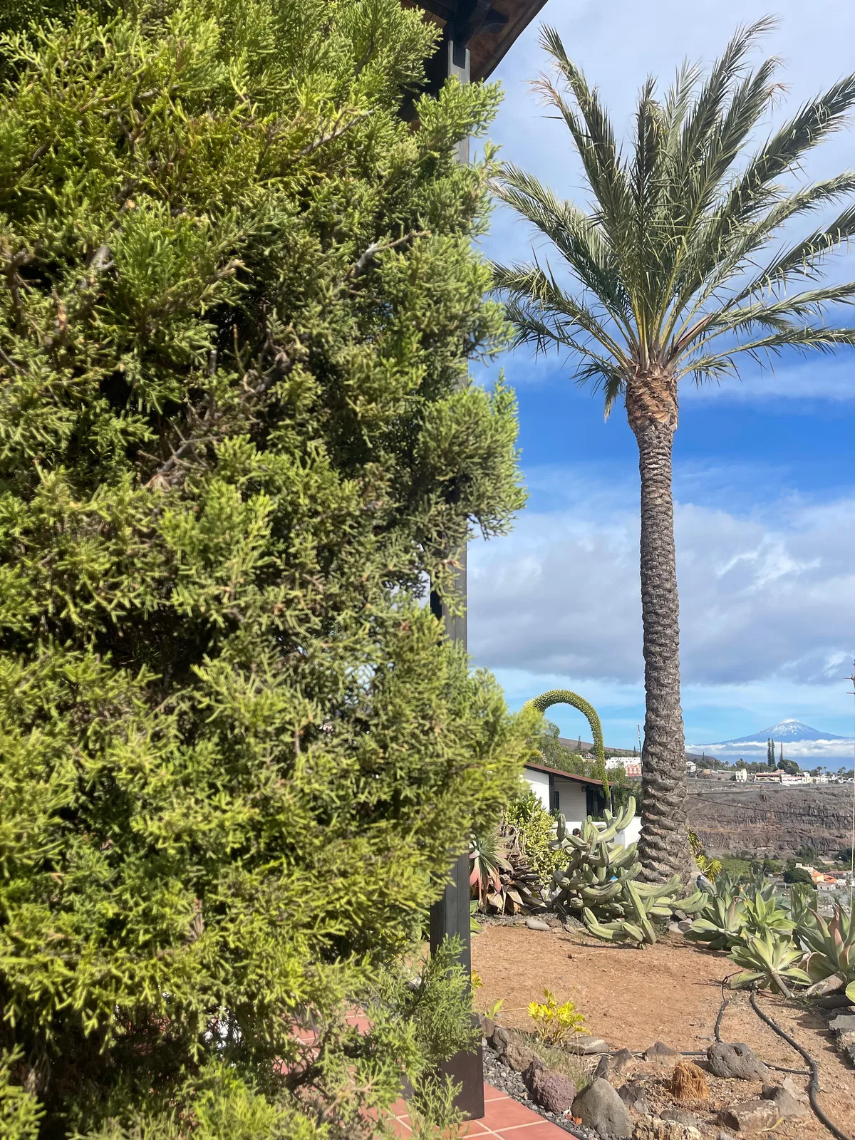 Jardín canario con palmera y el Teide al fondo